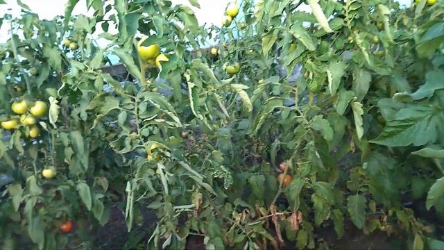 ЛУЧШИЙ ГИБРИД ТОМАТА /ГИБРИД ТОМАТА МИМИНО смотреть онлайн