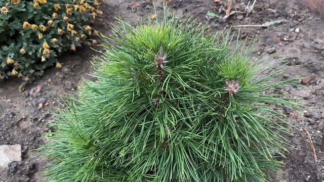 ?СОСНА ВАРЕЛЛА?- необычный сорт с округлой формой смотреть онлайн