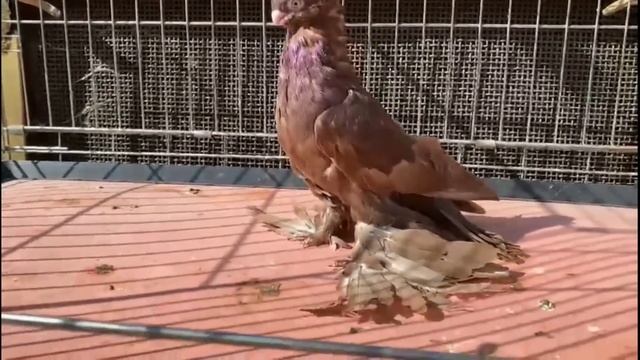 Богатый судья из Москвы приехал на 24 часа. Двухчубые голуби. Tauben. Pigeons. Palomas. Pombos.