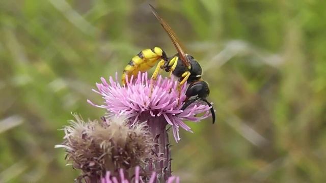 БИОСФЕРА: 154. Пчелиный Волк (Philanthus triangulum) смотреть онлайн