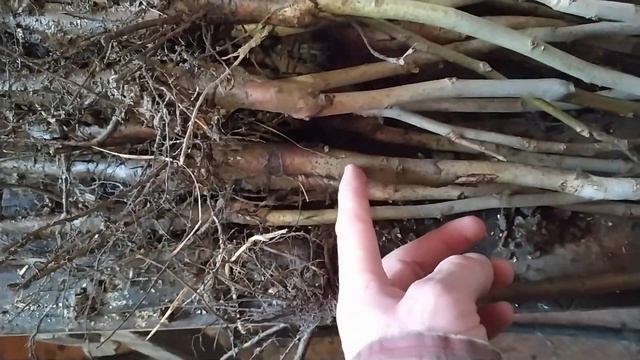 ГРЕЦКИЙ ОРЕХ . ПРИВИВКА . ПОДВОЙ ... смотреть онлайн