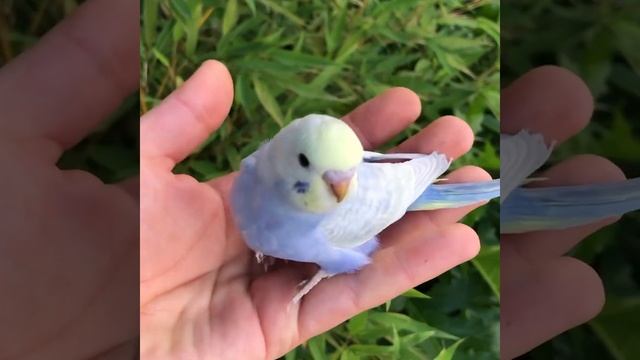 Baby Animals ? Funny Parrots and Cute Birds Compilation (2023) Loros Adorables Recopilación #3 смотреть онлайн