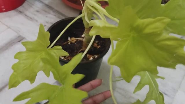 Ep 53:Philodendron Warsewiczii Pronounced As Var-She-Vich Or Golden Neon Snowflake Philodendron