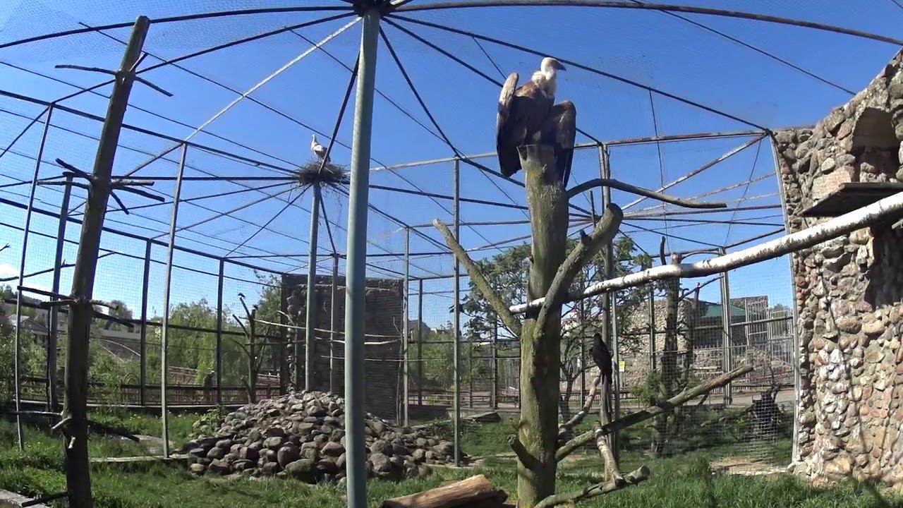 Белоголовый Сип, Аист и Гриф-Индейки смотреть онлайн