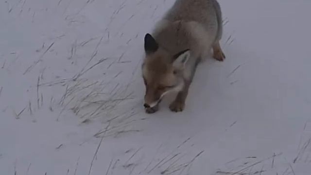 video 2014 12 11 16 12 30 смотреть онлайн