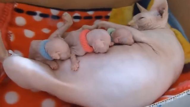 3 Day old sphynx kittens смотреть онлайн