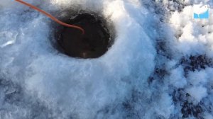 Ловля судака на вибы зимой 2022/2023. Чебоксарское водохранилище.