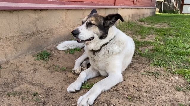 Готовим ШАШЛЫК на углях/ДОМАШНЯЯ АДЖИКА/БЫСТРО, ПРОСТО/Дача смотреть онлайн