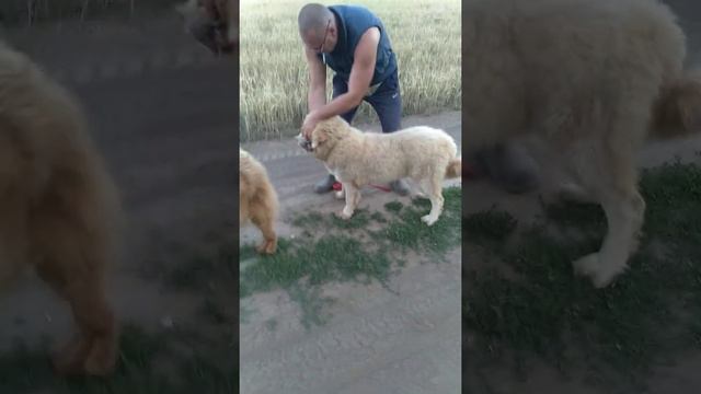 Female Tibetan Mastiff ,7 M.
Фифке 7 месяцев, прогулка с элементами дрессировки..