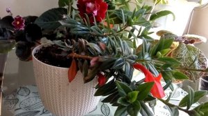 ЭСХИНАНТУС,  правила выращивания растения. Семейство Геснериевые.