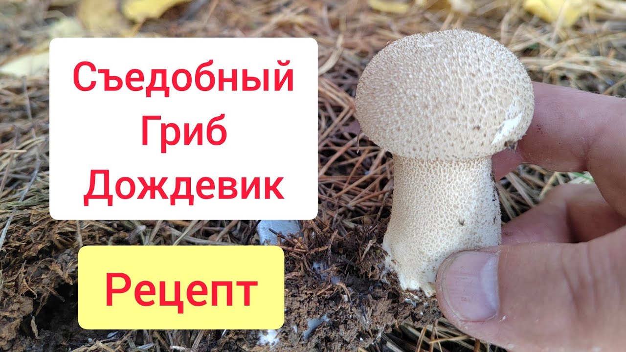 Гриб дождевик или дедушкин табак. смотреть онлайн