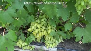 Сорта винограда 2018. Гордей - ремонтантный сорт с огромным потенциалом