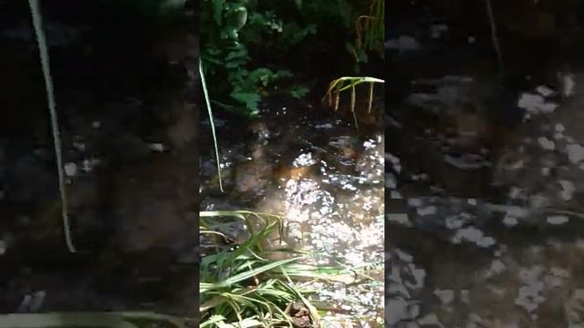 ЖИВАЯ МЕДИТАЦИЯ 2. Звук чистой горной воды. Очищение. Наполнение Силой, Молодостью, Красотой. смотреть онлайн