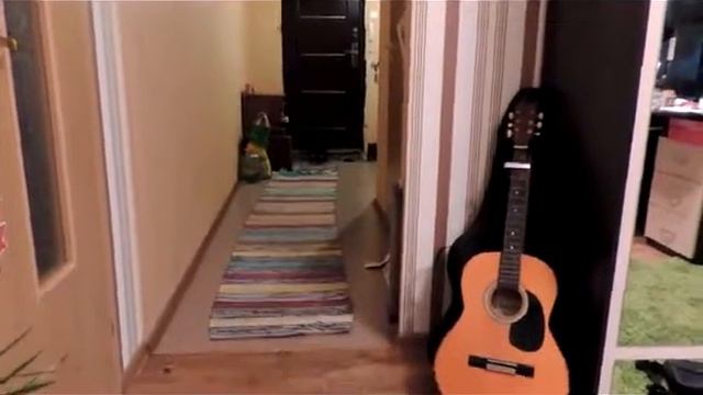 Кошка приносит мяч :) смотреть онлайн