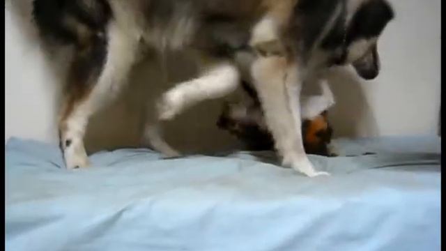 Caesar and Latte смотреть онлайн