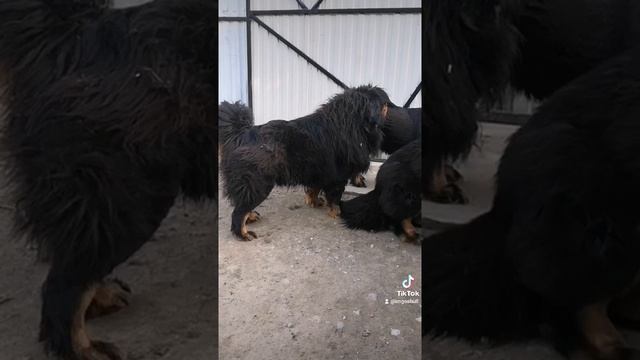 Тибетский мастиф, Китай. Имгосбулл Ихмея, сука, вес 90 кг. смотреть онлайн