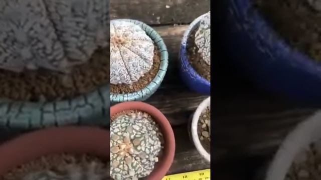 Ariocarpus and astrophytum super kabuto смотреть онлайн