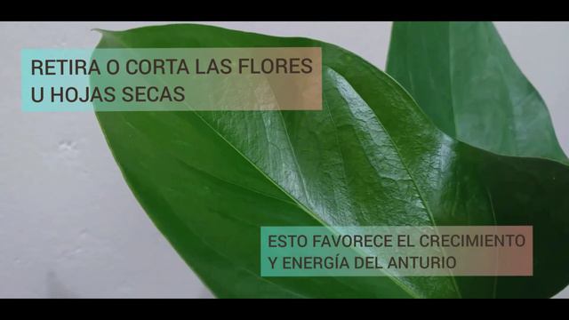 🌺Exhibición de anturios | Bienvenidos a nuestro canal🌺 смотреть онлайн