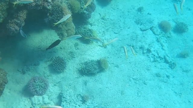 Шарм эль Шейх! Jaz Belvedere! Кораллы возле маяка напротив отеля! смотреть онлайн