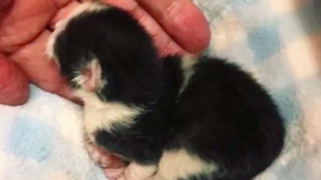 Мужчина нашел КОТЕНКА в мусоровозе и СЛУЧИЛОСЬ УЖАСНОЕ! смотреть онлайн