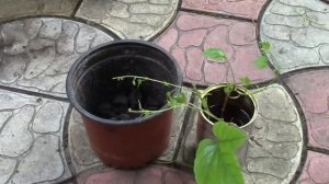 ВИНОГРАД ДЕВИЧИЙ ТРИОСТРЁННЫЙ.  КАК РАЗМНОЖИТЬ ЭТО ВЬЮЩЕЕСЯ РАСТЕНИЕ.