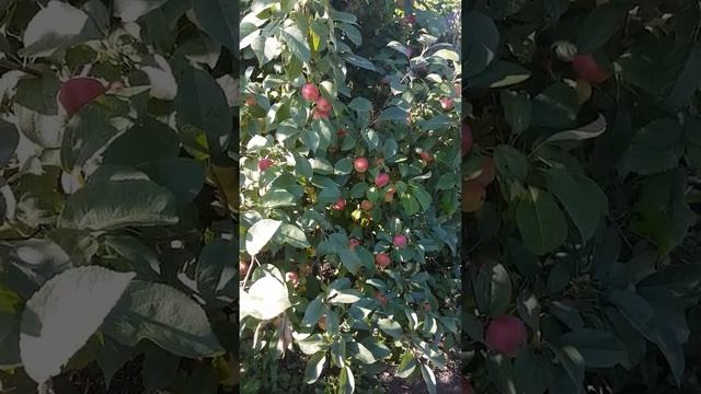 Экскурсия по даче. Фруктовые деревья. Август 2018г. смотреть онлайн