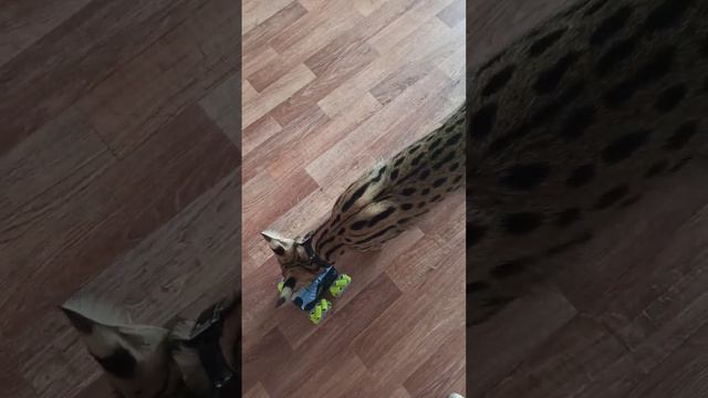 Реакция Перси на новую игрушку😂 смотреть онлайн