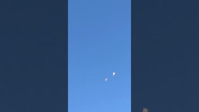 серпастые голуби смотреть онлайн