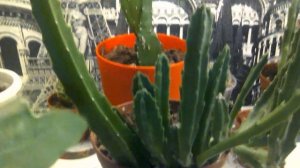 Стапелия.Правила ухода