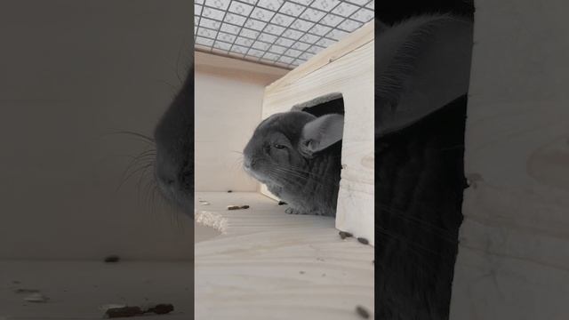 Кролики тоже не ручные, но они любят гладится. В видео речь об этом #chinchilla #шиншилла смотреть онлайн