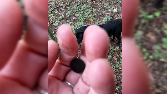 На прогулке по лесу с лабрадором, проверяем сигналы металлоискателя, в поисках клада, есть находки. смотреть онлайн
