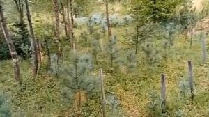 Питомник по выращиванию кедра
