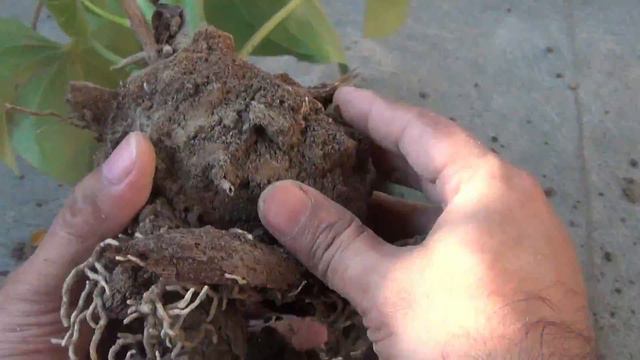 BEST Potting Soil MIX for Anthurium Plant? смотреть онлайн