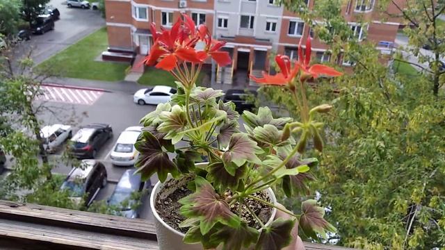 Пеларгония Miss Rose. смотреть онлайн