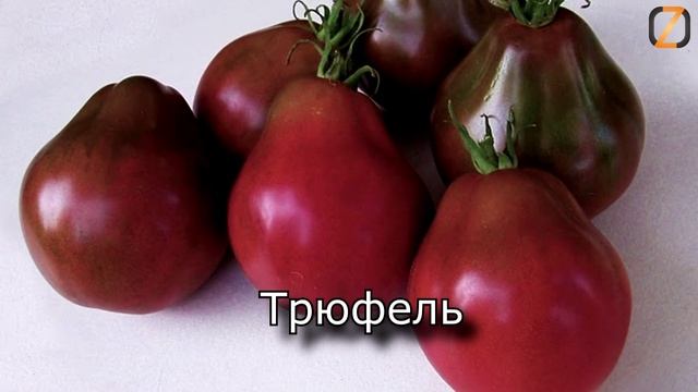 Самые сладкие сорта томатов смотреть онлайн