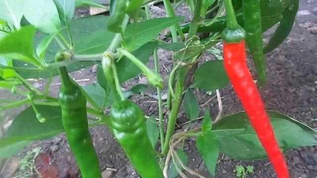 Выращивание и уход на приусадебном участке за острыми перцами в открытом грунте . смотреть онлайн