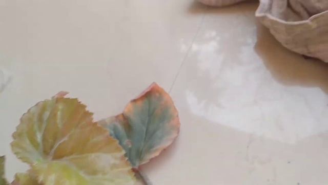 How to grow Begonia plant #Experiment #Learner #Propagation #Ornamental#Suhana safar with Shayar Di смотреть онлайн