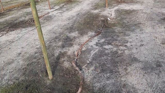 Укрытие Винограда на Зиму 2022г смотреть онлайн