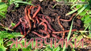 Вермикомпостер дома . Кормление калифорнийского червя !