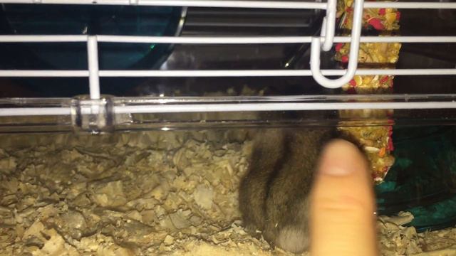 Ночной жор Грея🐹🥜🌽🥕 смотреть онлайн
