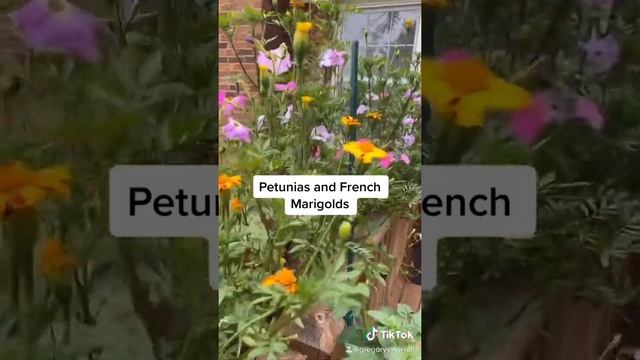 Petunia and French Marigold Flower Boxes смотреть онлайн