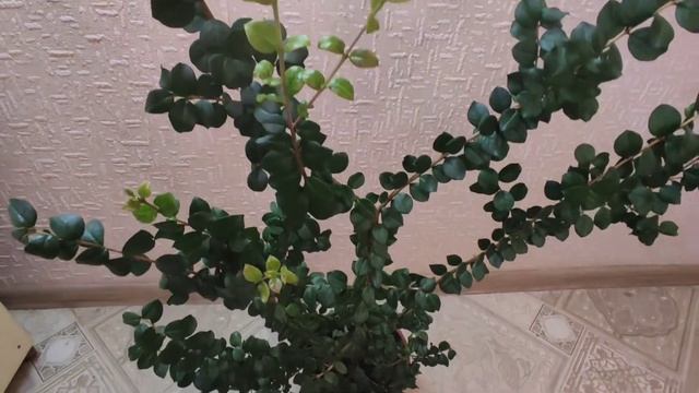 Чилийский мирт Лума/ Лума остроконечная/ Luma apiculata. Мирт, уход и содержание. смотреть онлайн