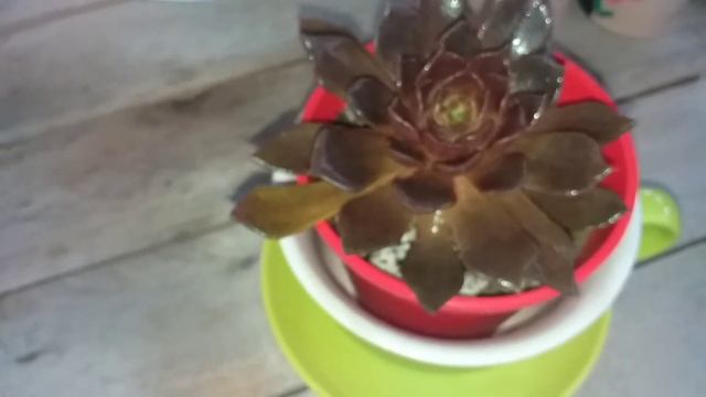 Echeveria Black Prince y sus cuidados. смотреть онлайн