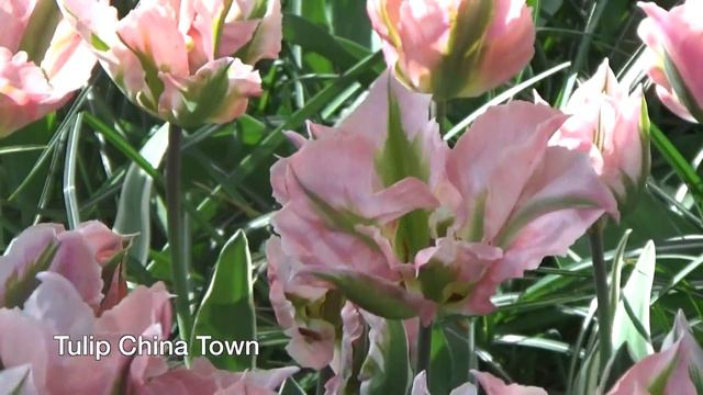 Tulip China Town - Tulip Bulbs From Holland