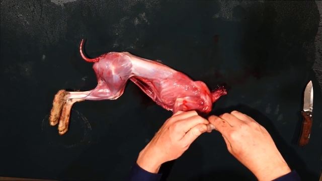 How to Skin & Butcher a Rabbit / Hare for the Table смотреть онлайн