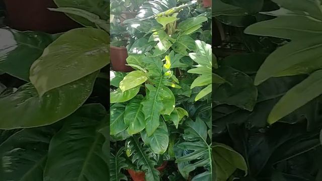 philodendron Green Dragon смотреть онлайн