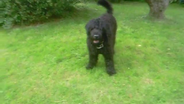 Русский чёрный терьер.black Russian terrier смотреть онлайн