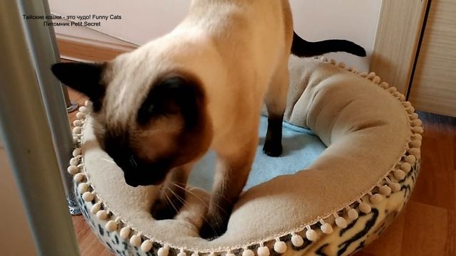 Тайский котик Калиостро уминает бортик лежанки! Тайские кошки это чудо! Funny Cats смотреть онлайн