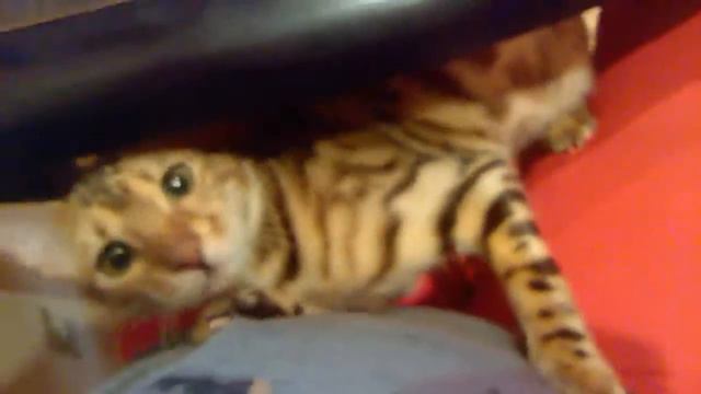 Бенгал нападает )