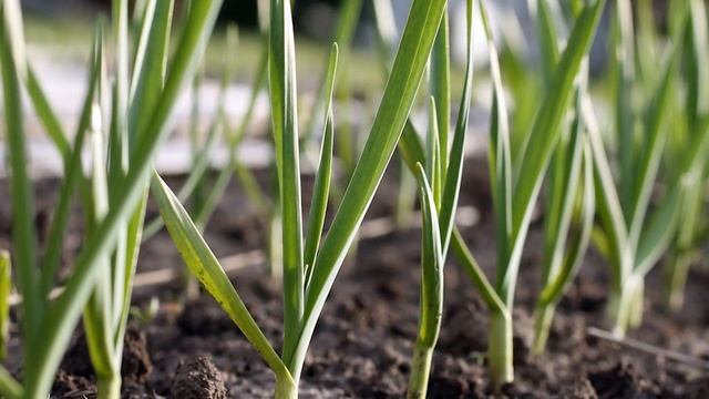 Посадка чеснока весной 2022 года в открытый грунт смотреть онлайн